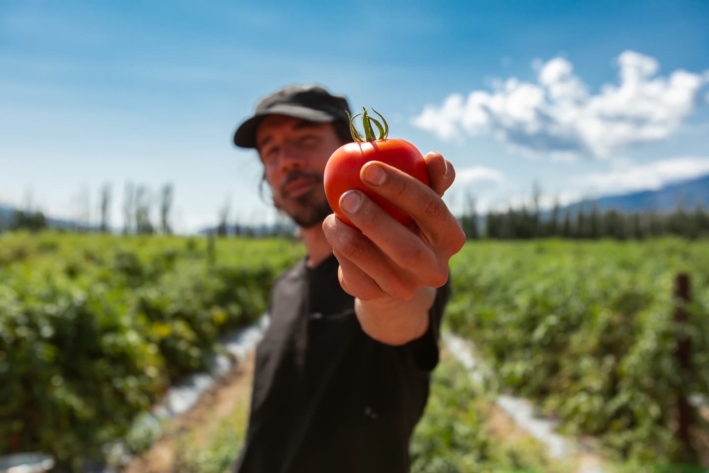 Canadian Farmer holding up a tomato