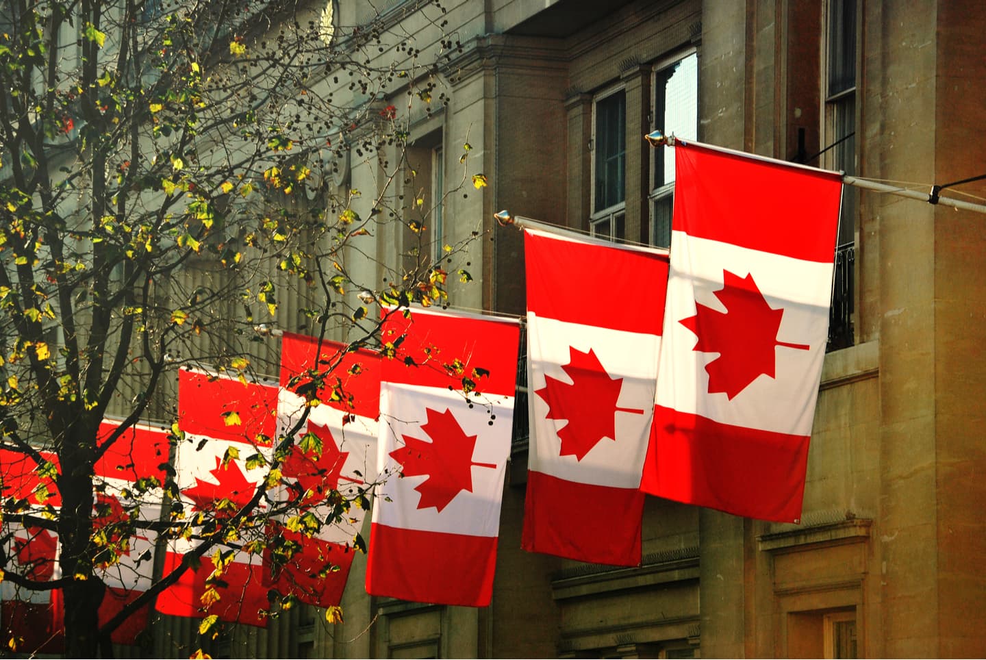 Row of Canadian flags